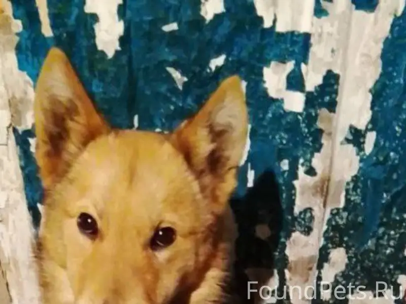 ЧЕРНОГОРСК,ПОТЕРЯЛСЯ!!! Пожалу...