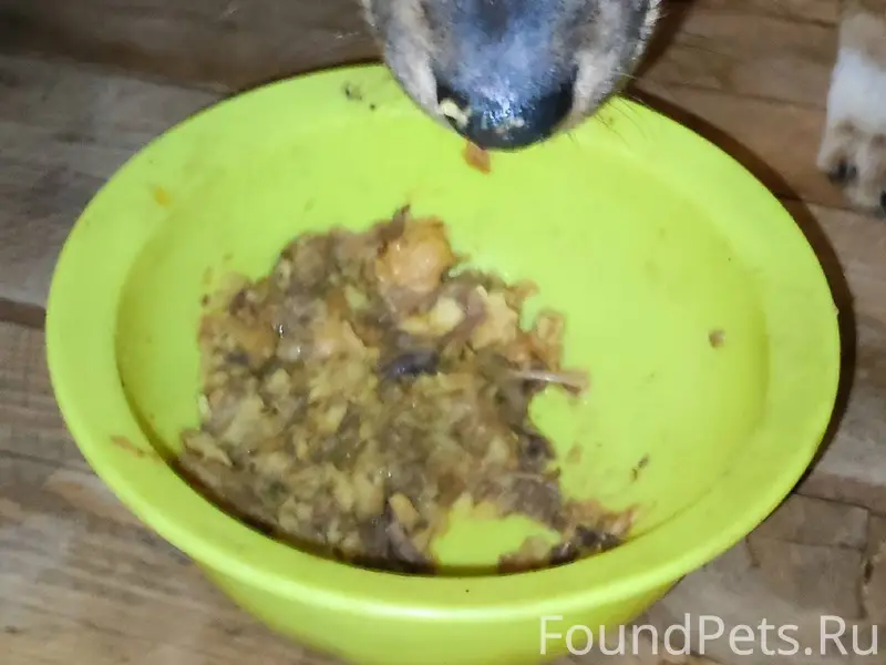 Найден замерзающий на улице ще...