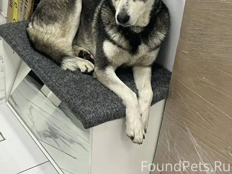 Если увидите эту собаку пожалу...