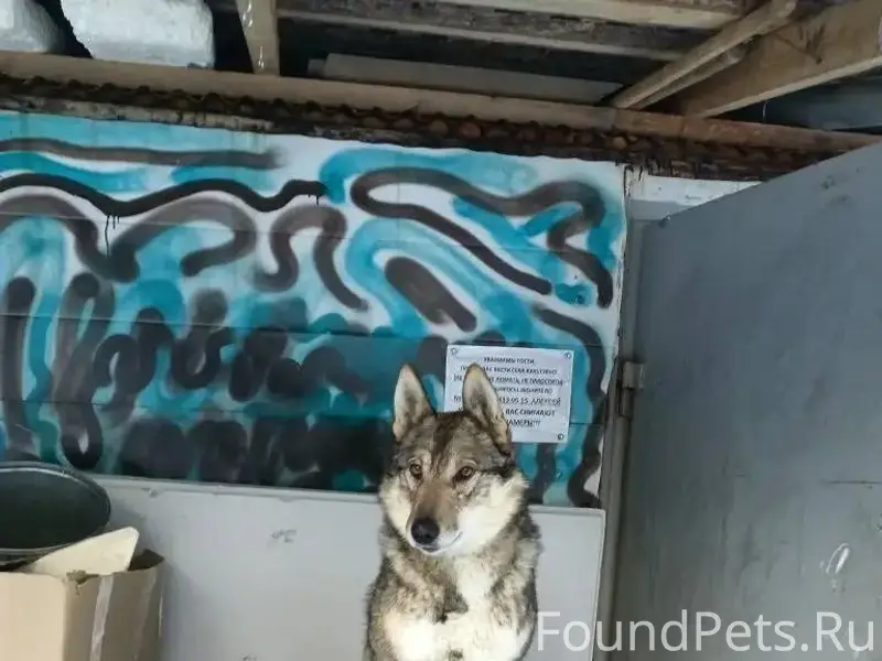 Пропала собака кабель лайка. П...