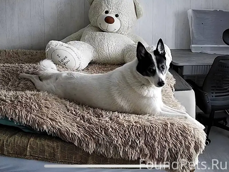 Сульфат Убежала собака. Зовут ...