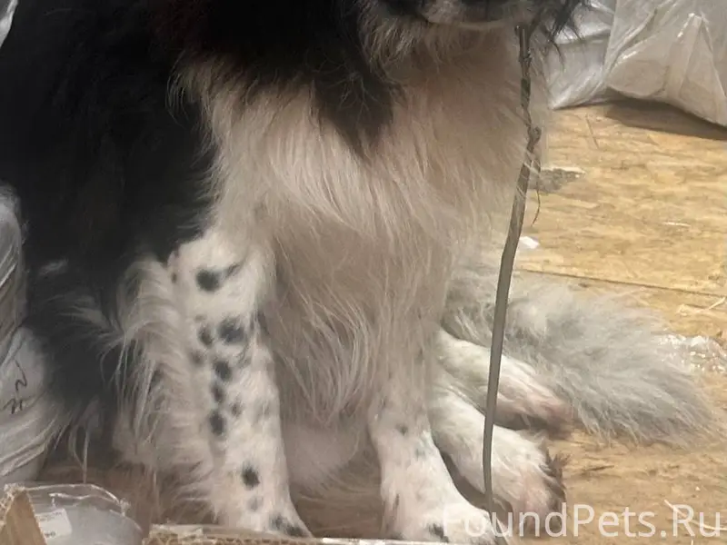 Найден пес ,Долгопрудный,мкр Х...