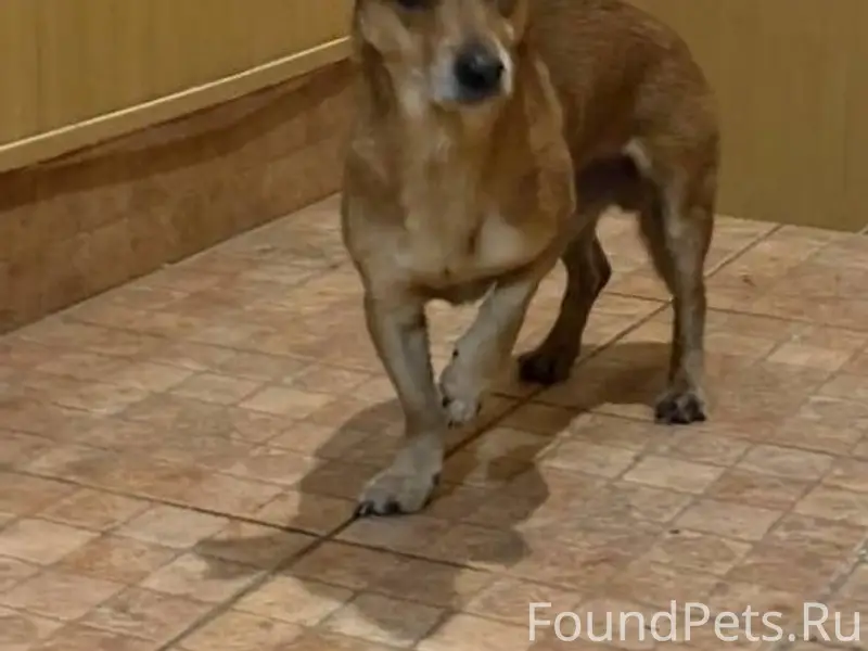 🆘️🆘️🆘️НАЙДЕНА СОБАКА🆘️🆘️🆘️ 29 ...