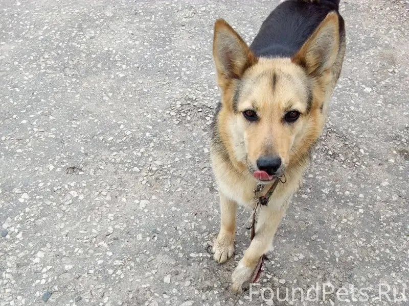 Пропала собака. Помогите найти...