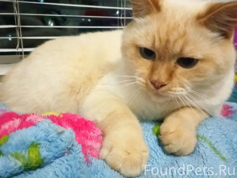 Заволжск! Помогите найти кота!...