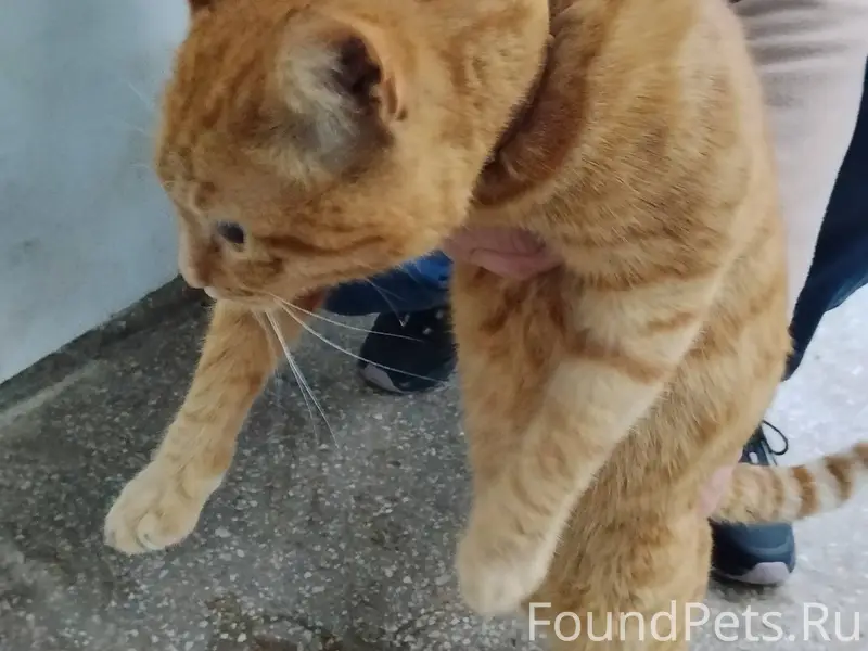 Найден кот, глаза рыжие, с оше...