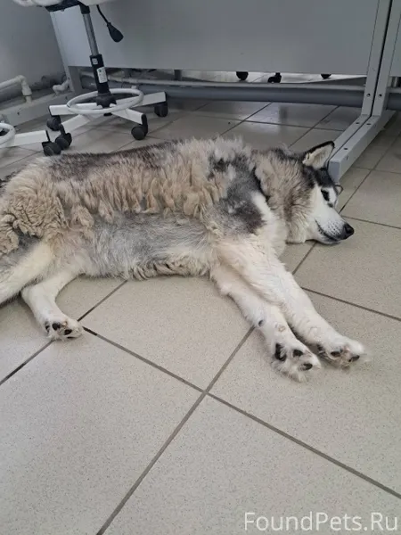 Найдена собака по адресу Совет...