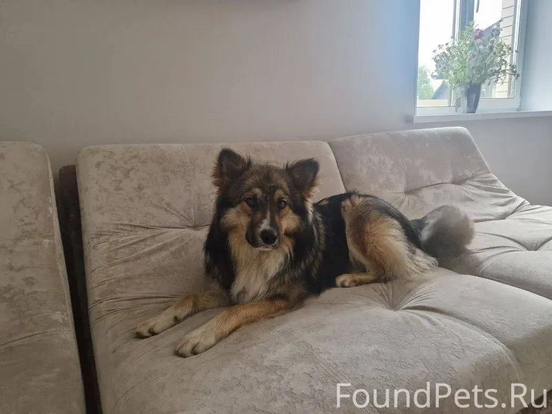 Потерялась собака! В районе по...