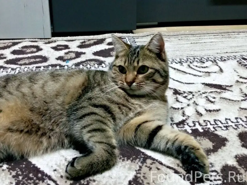 Пропал кот ул Комсомольская. Е...