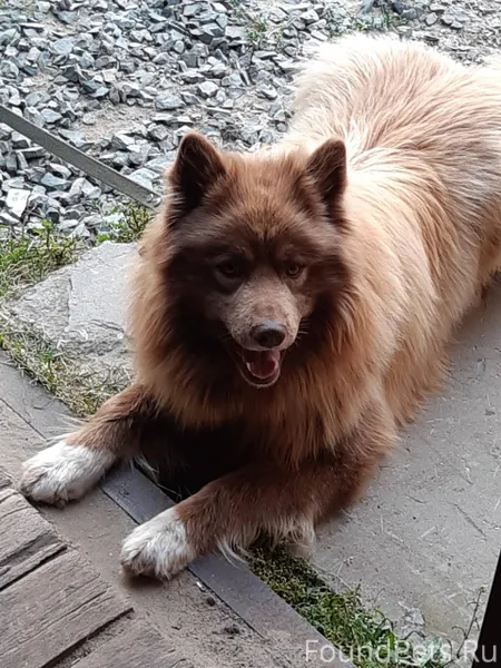 Пропала собака в районе ул. Са...