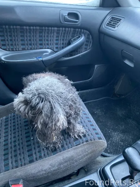 Найдена собака, есть ошейник, ...