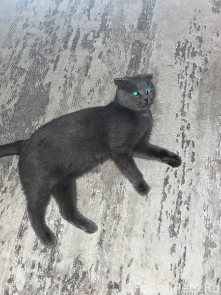 #Калуга Найдена кошка. Ищем хо...
