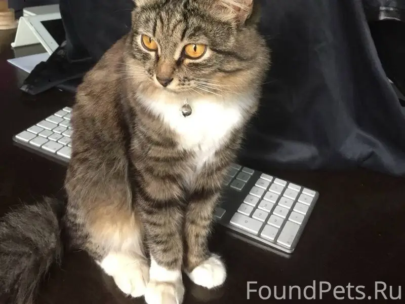 ПРОПАЛА НАША ЛЮБИМАЯ КОШКА ЕВА...