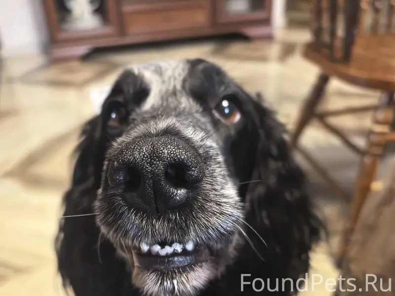 Друзья, у меня пропала собака....