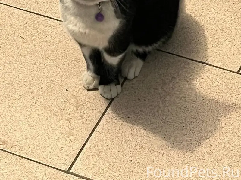 НАЙДЕН КОТ (район пр-кт Хрущев...