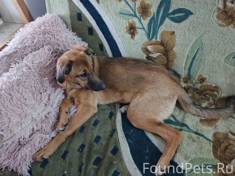 Подобрали собаку в районе улиц...