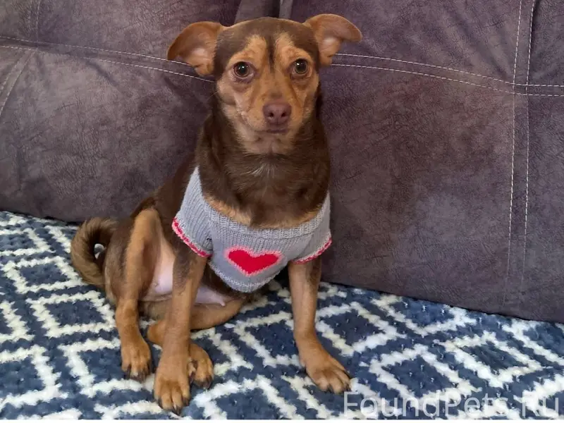 Пропала собака в районе 40 лет...