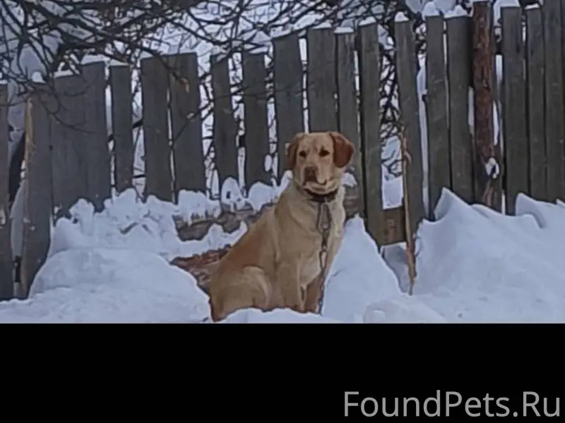 Убежал пёс по кличке Лео в...