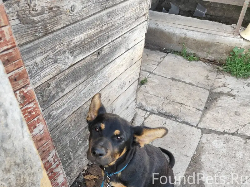 Пропала собака в районе Старог...