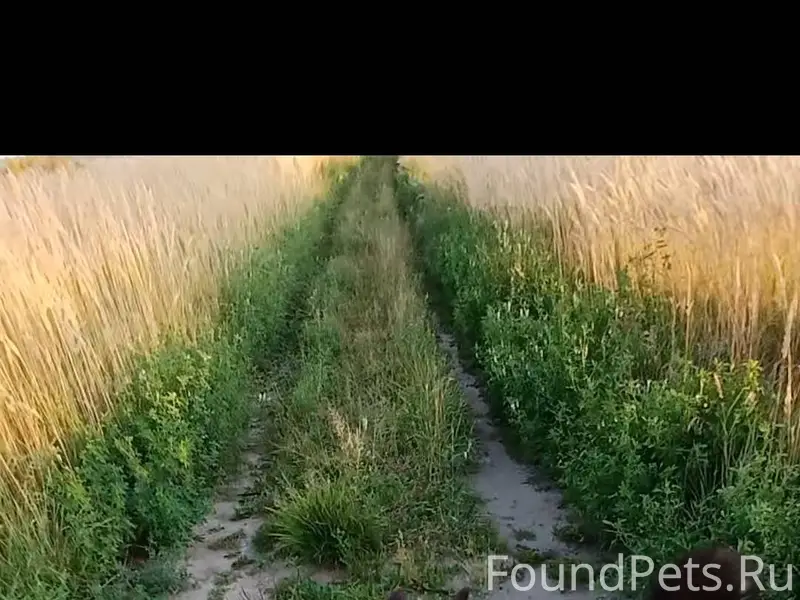 Убежал пёс, по кличке Бим. В.....