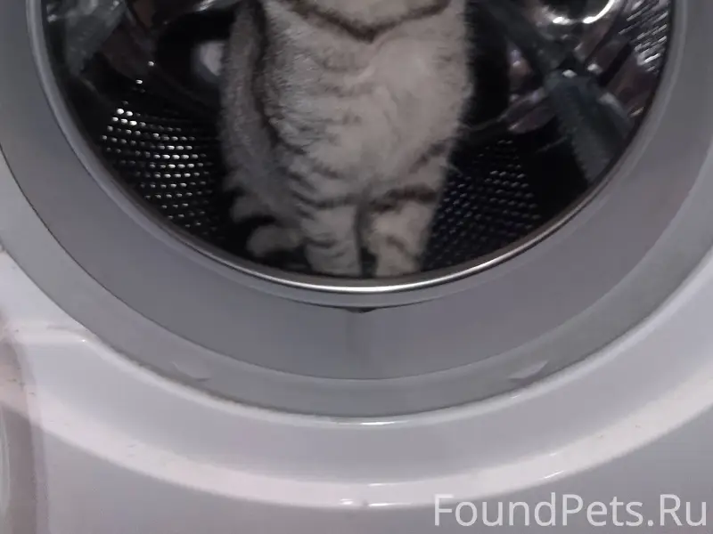 Ржев ‼ ️ПРОПАЛ КОТ ‼️ район...