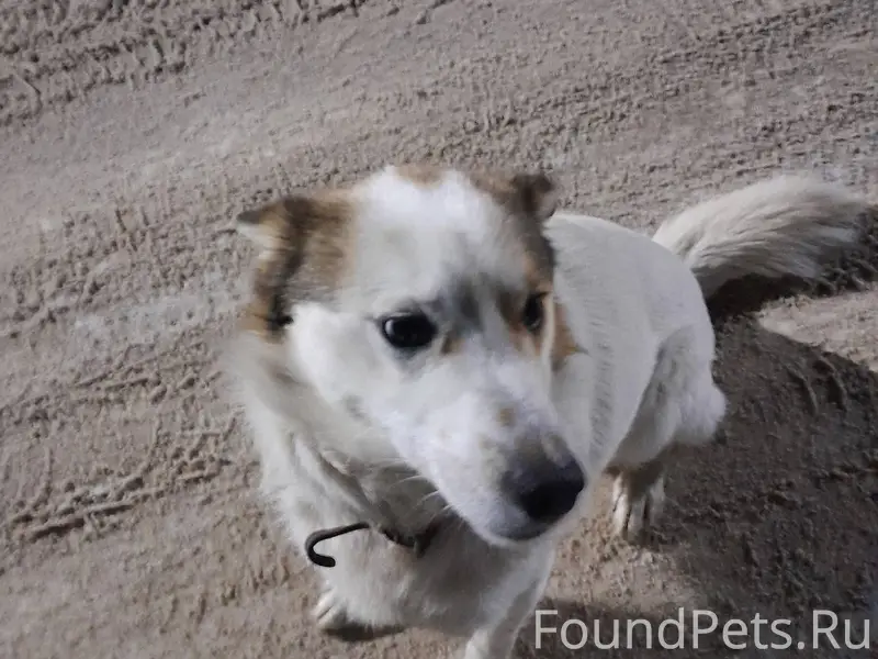 Потерялась собака на улице гаг...