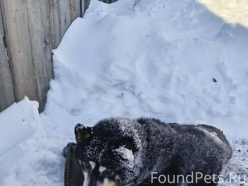 СРОЧНО!!! Кто потерял собаку!!...