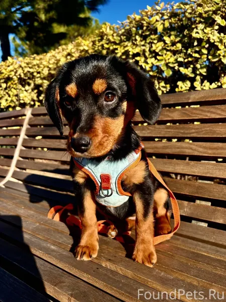 ПОМОГАЕМ ИНФОРМАЦИОННО 🧡Щенок ...