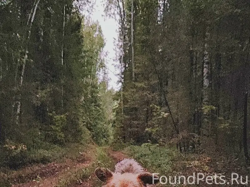 Пропал пёс. Если кто видел, зн...