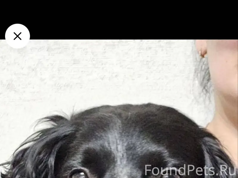 Салехард Убежала собака, кличк...