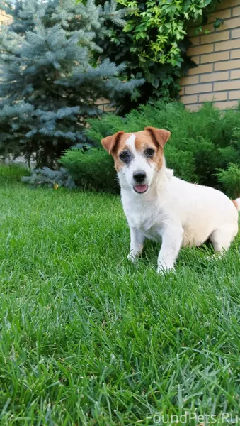 Пропала собака гуляя с ребенко...