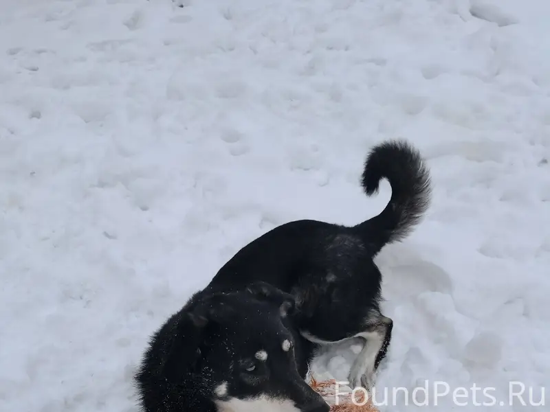 Пропала собака кличка рич, вче...