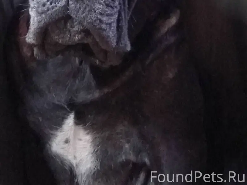 НОГИНСК, ЧЕРНОГОЛОВКА Помогаю ...