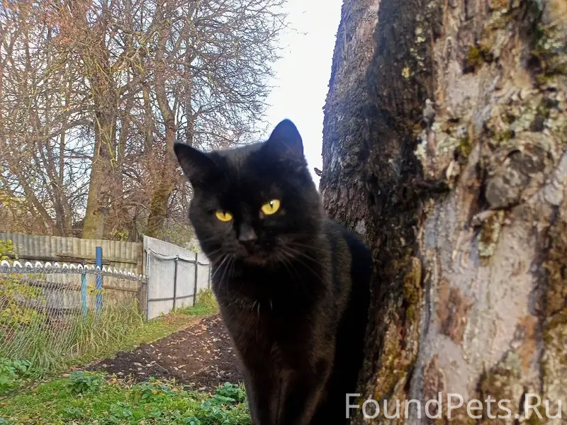 ⚡ПРОПАЛ КОТ! ⚡ В районе соц...