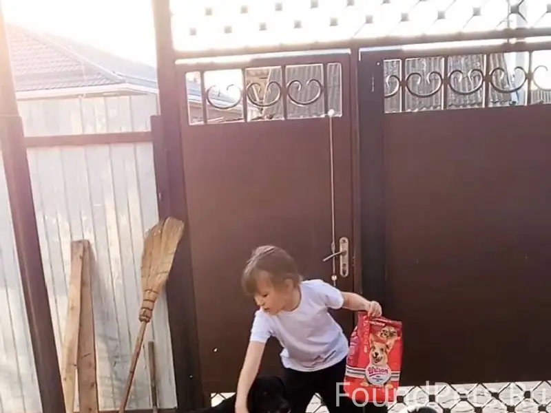 Здравствуйте, пропала собака, ...