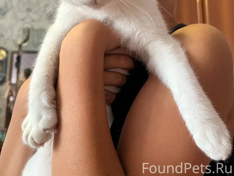 Пропала кошка(домашняя) в райо...