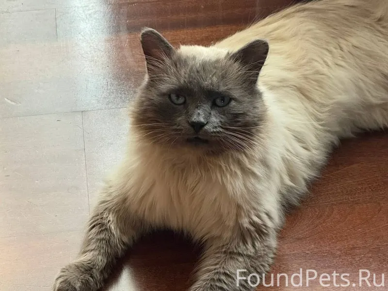 Пропал кот в районе ул. Вишнев...