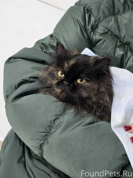 #ищудомКотопес04_кошки Добрый ...