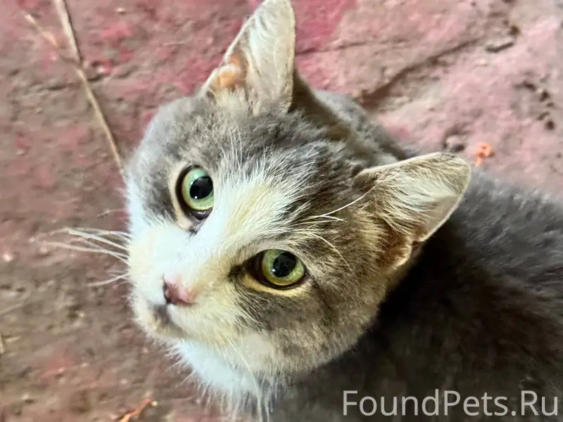 Прибилась кошка (найдена кошка...