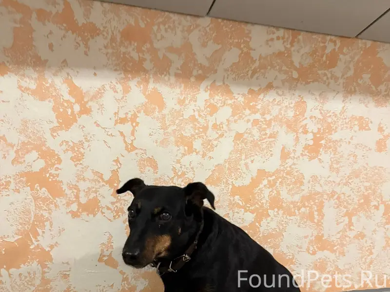 Найдена собака Суздальский про...