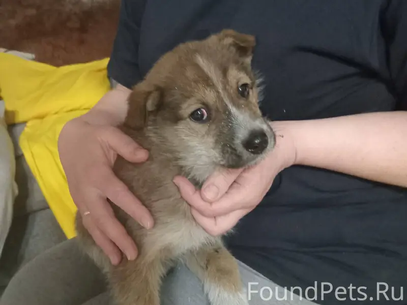 Нашли щенка на пер.Прохладном....