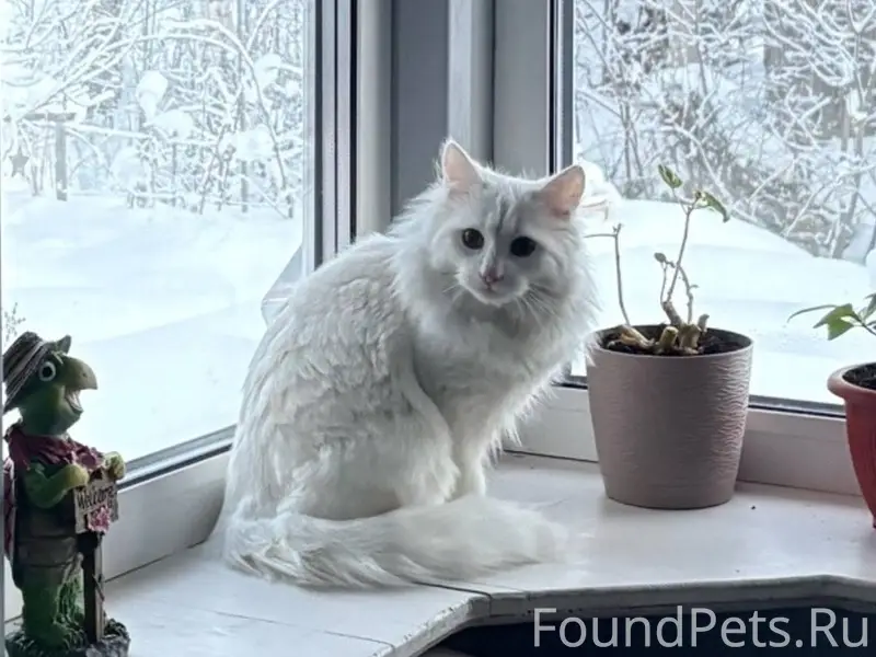 Пропал кот, белого цвета в рай...