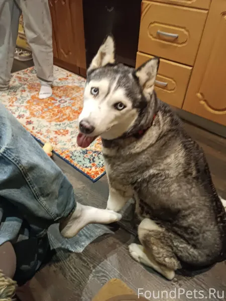 Найдена собака в районе 45 дом...