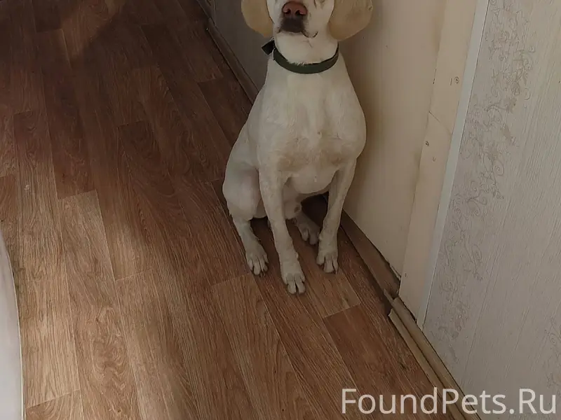 Найдена собака, очень ласковый...