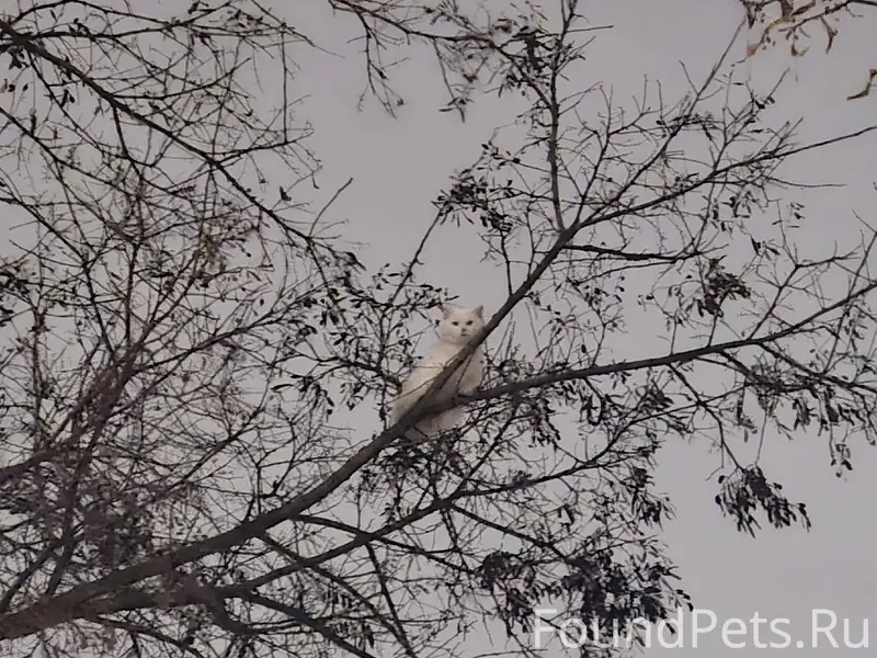 Пропал белый кот/кошка! Место ...