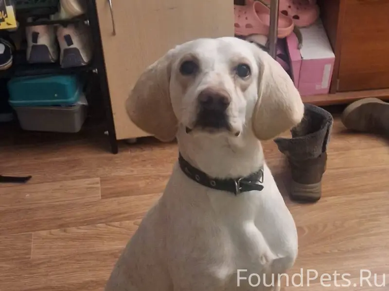 Найдена собака. Обращаться по ...