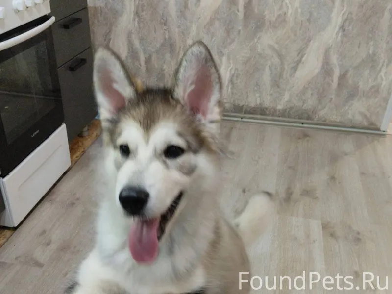 Потерялся щенок, в Малая Зорка...