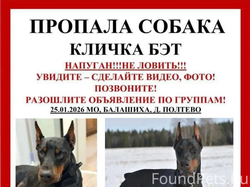 ⚠️ПРОПАЛА СОБАКА Поиск Бэта пр...