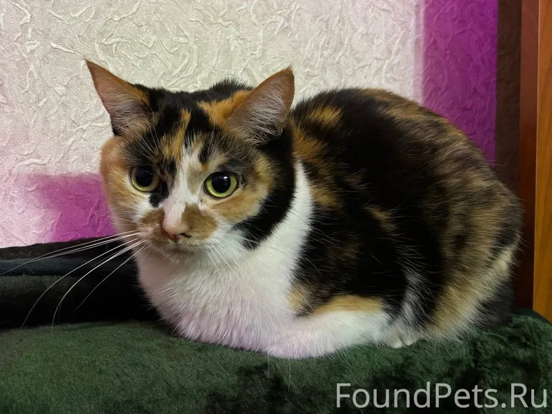 Рославль Пропала кошка в район...