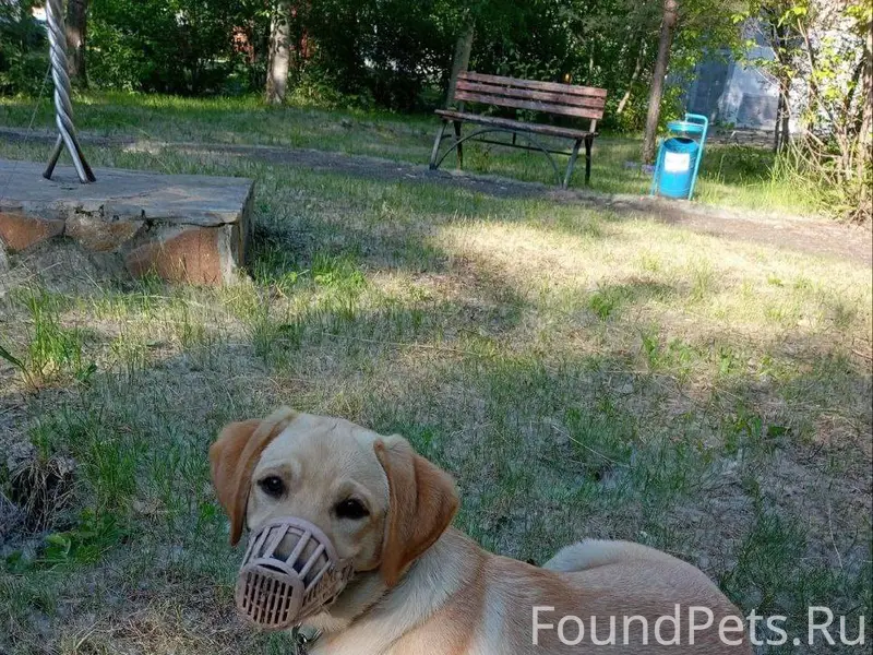 Потерялся пёс кличка Ричи Если...